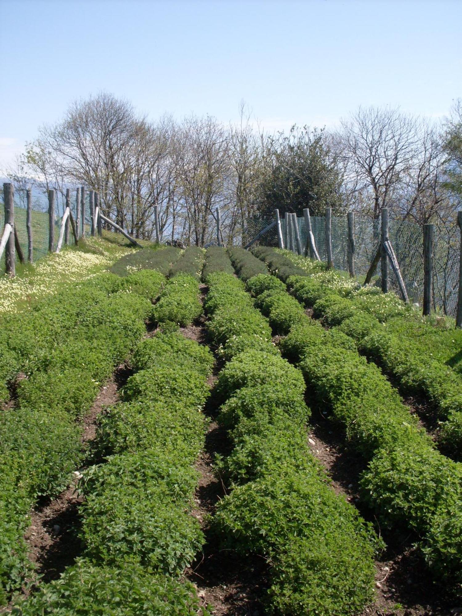 Agriturismo Da Attilio Cannobio Eksteriør bilde