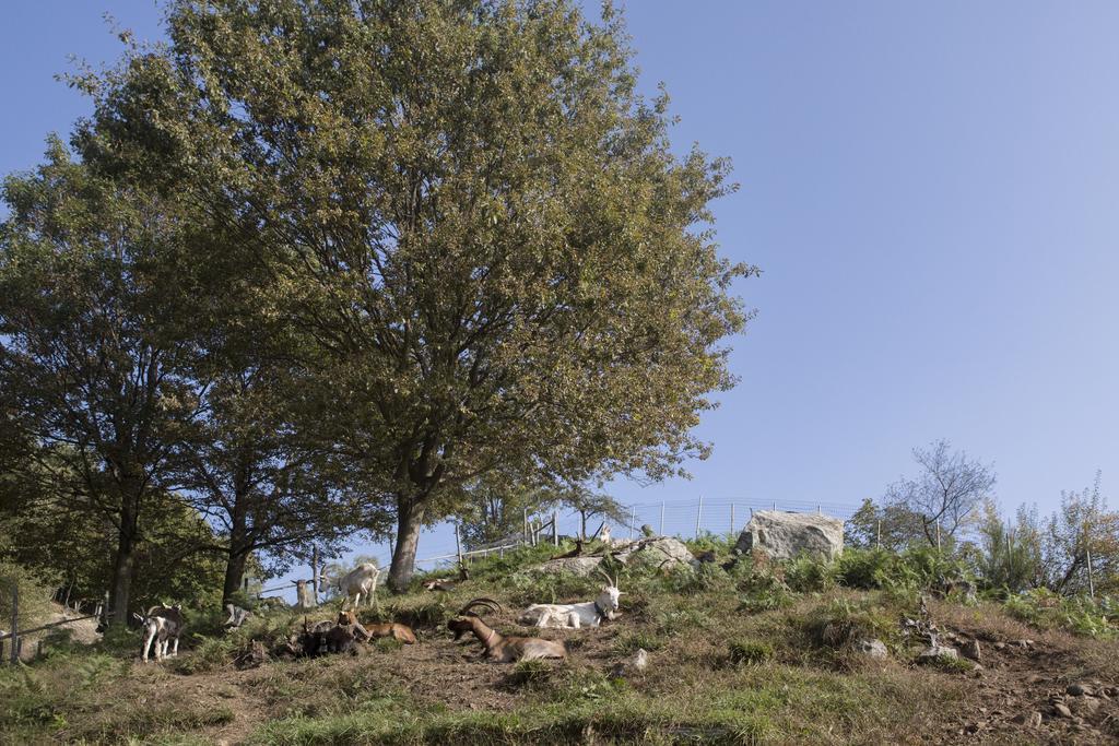 Agriturismo Da Attilio Cannobio Eksteriør bilde