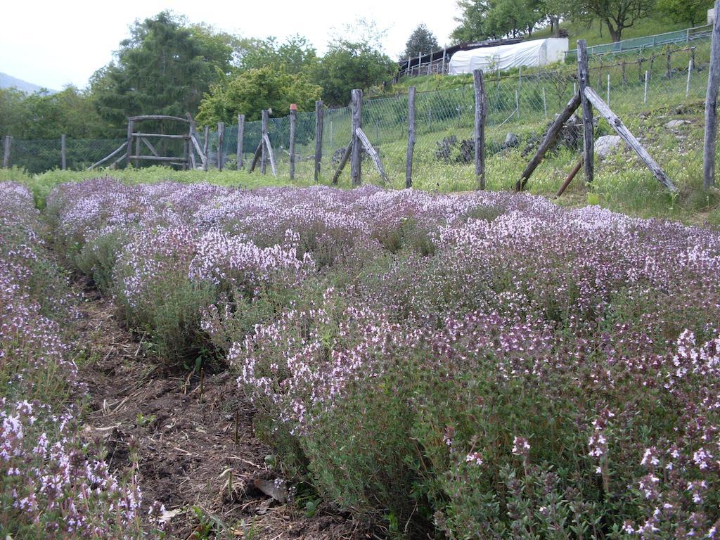 Agriturismo Da Attilio Cannobio Eksteriør bilde